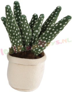 Knuffel Cactus met witte pot 12-17 cm